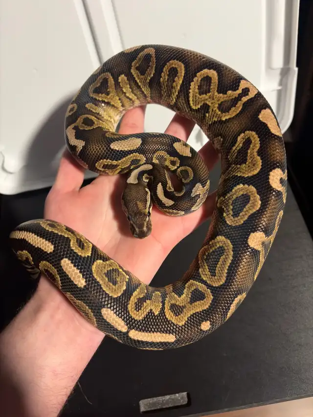 Ball Pythons - Photo 9