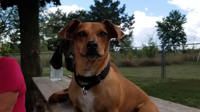 Pro Dog Walking – 10  Years Experience – Etobicoke & Mississauga - Photo 10