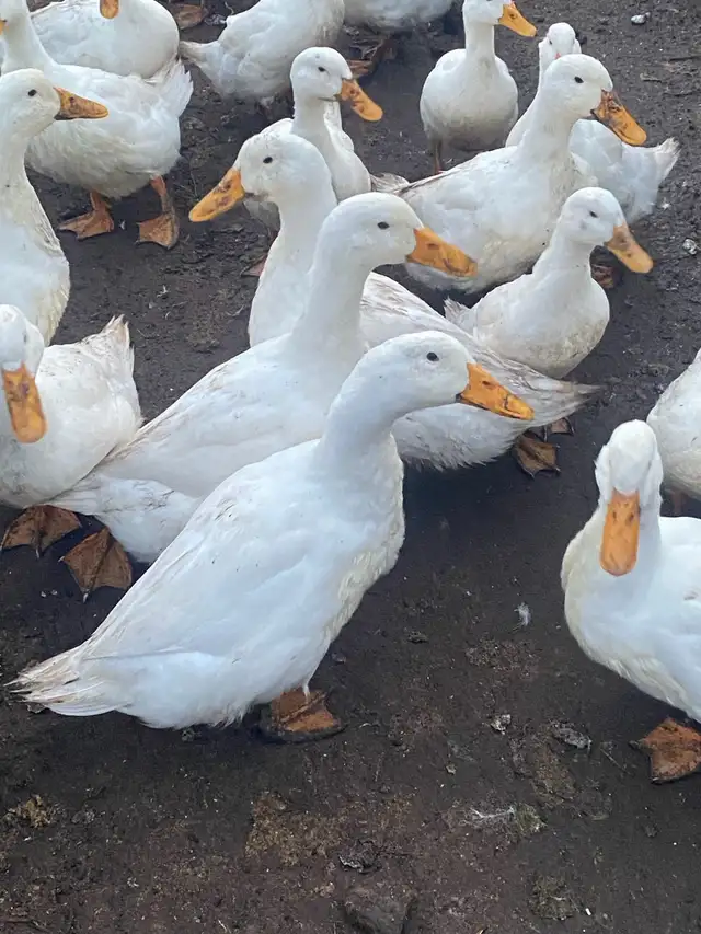 Peking ducks hatching eggs