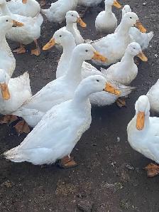 Peking ducks hatching eggs