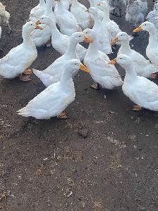 Peking ducks hatching eggs - Photo 2