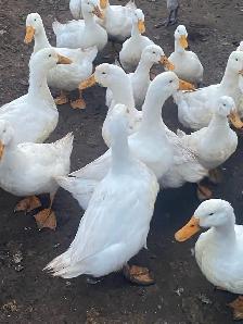 Peking ducks hatching eggs - Photo 4