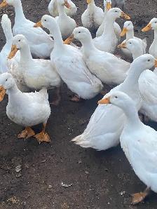 Peking ducks hatching eggs - Photo 5