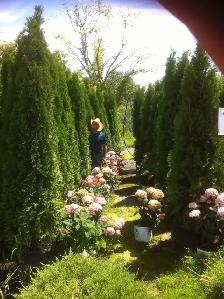 Real Cedar Mulch ! - Photo 4