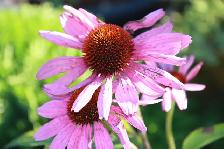 Purchase Plants Soil and Mulch Direct and Save! - Photo 9