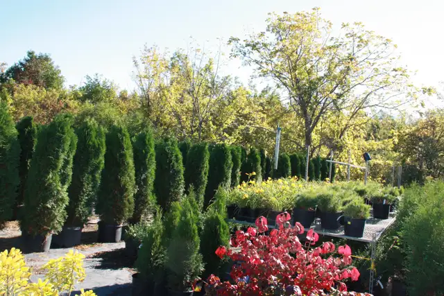 Local Grown Cedars Boxwoods Yews Japanese Maple Trees - Photo 8