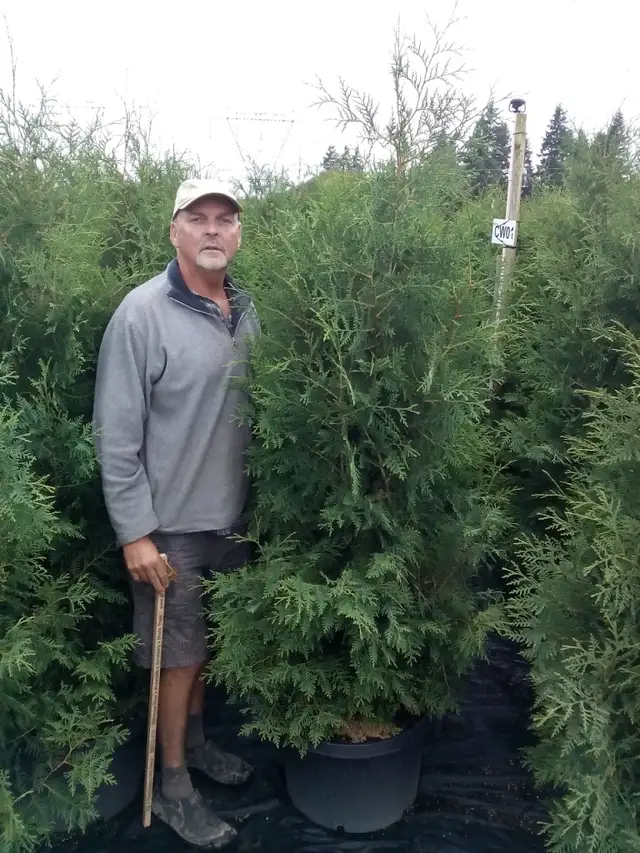 Local  Grown  Cedars, Boxwoods, Yews, Japanese Maples Trees - Photo 3