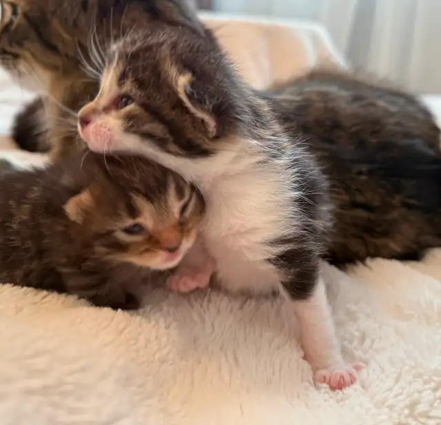 Maine Coon Bengal Mix kittens Healthy and Lively