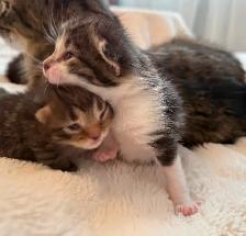 Maine Coon Bengal Mix kittens Healthy and Lively