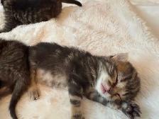 Maine Coon Bengal Mix kittens Healthy and Lively - Photo 2