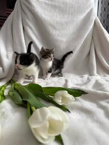 Maine Coon Bengal Mix kittens Healthy and Lively - Photo 3