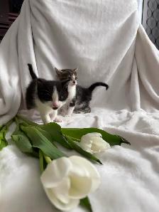 Maine Coon Bengal Mix kittens Healthy and Lively - Photo 4