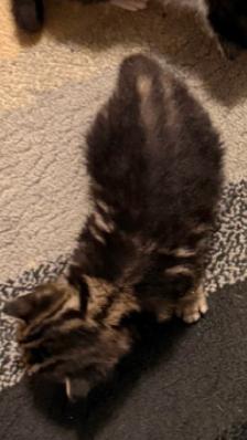 Maine Coon Bengal Mix kittens Healthy and Lively - Photo 6