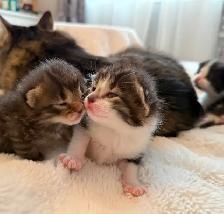 Maine Coon Bengal Mix kittens Healthy and Lively - Photo 7