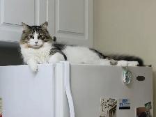 Maine Coon Bengal Mix kittens Healthy and Lively - Photo 10