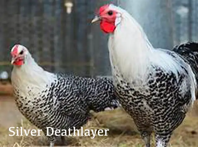 SILVER DEATHLAYER CHICKENS - RARE!