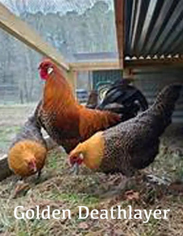 SILVER DEATHLAYER CHICKENS - RARE! - Photo 2