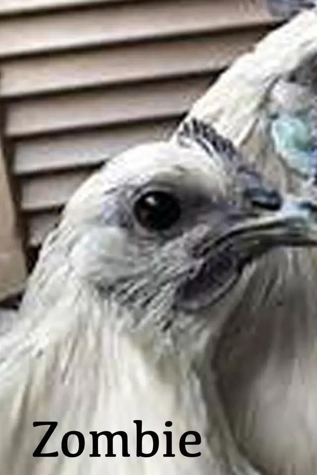 SILVER DEATHLAYER CHICKENS - RARE! - Photo 6