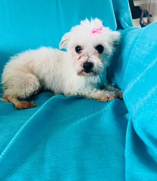 Zaz maman Bichon maltais de 4 ans à la retraite