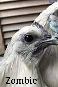 ZOMBIE CHICKENS !! - Photo 2