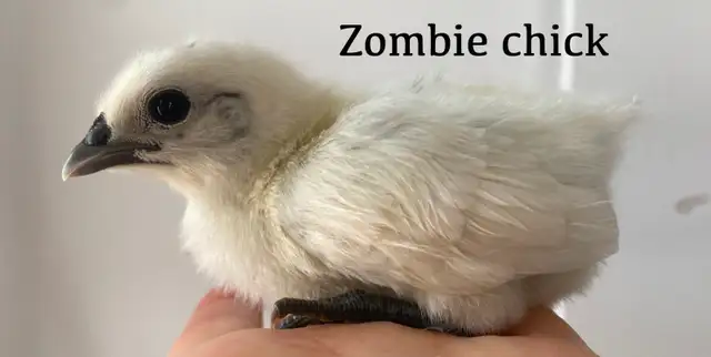 ZOMBIE CHICKENS !! - Photo 3