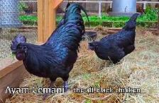 ZOMBIE CHICKENS !! - Photo 6