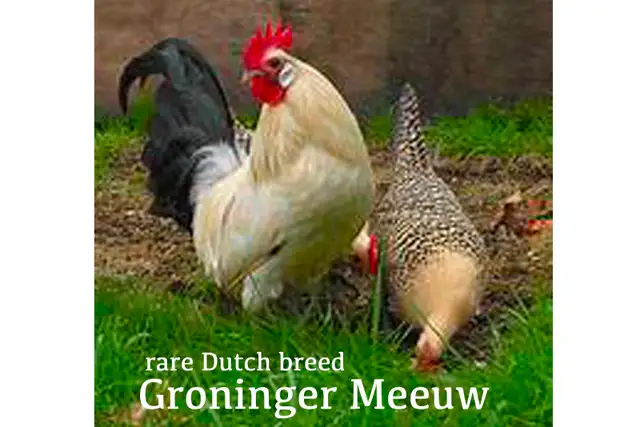 ZOMBIE CHICKENS !! - Photo 7