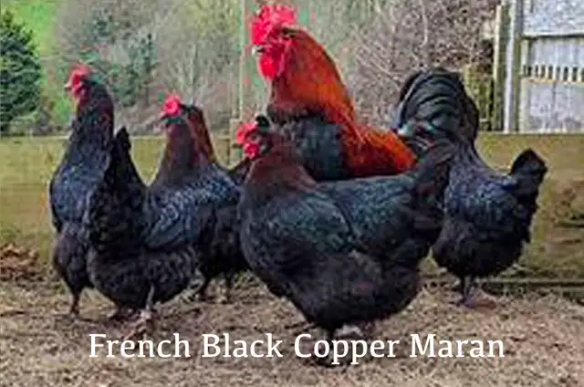 ZOMBIE CHICKENS !! - Photo 8