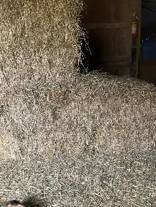 wheat straw for sale