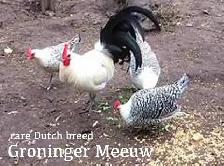 GRONINGER MEEUWEN CHICKEN - RARE DUTCH BREED! - Photo 2