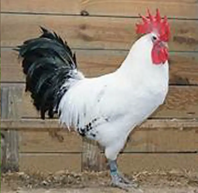 GRONINGER MEEUWEN CHICKEN - RARE DUTCH BREED! - Photo 3