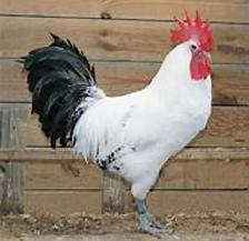 GRONINGER MEEUWEN CHICKEN - RARE DUTCH BREED! - Photo 3