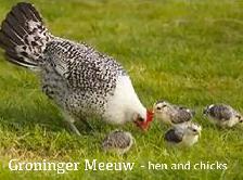 GRONINGER MEEUWEN CHICKEN - RARE DUTCH BREED! - Photo 4