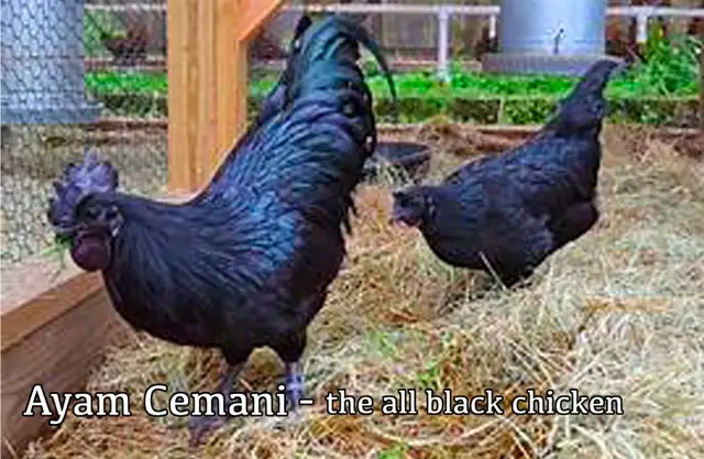 GRONINGER MEEUWEN CHICKEN - RARE DUTCH BREED! - Photo 5