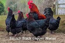 GRONINGER MEEUWEN CHICKEN - RARE DUTCH BREED! - Photo 9