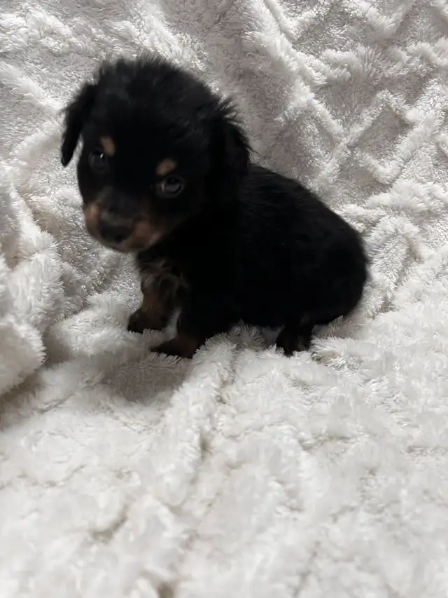 Chi Weenie - Photo 2