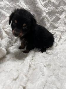 Chi Weenie - Photo 2