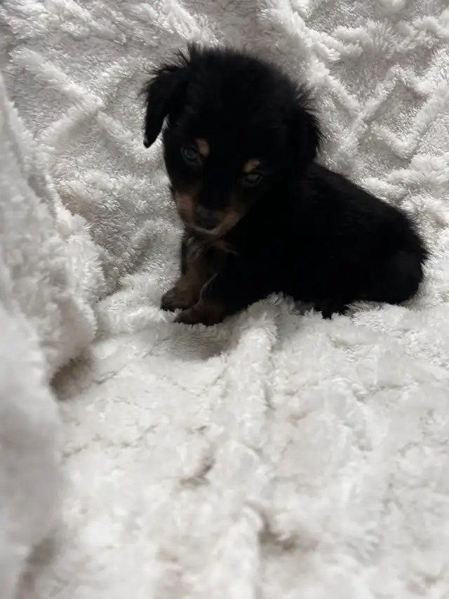 Chi Weenie - Photo 3