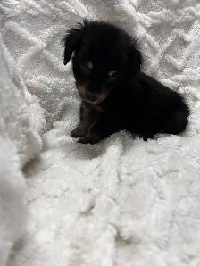 Chi Weenie - Photo 3