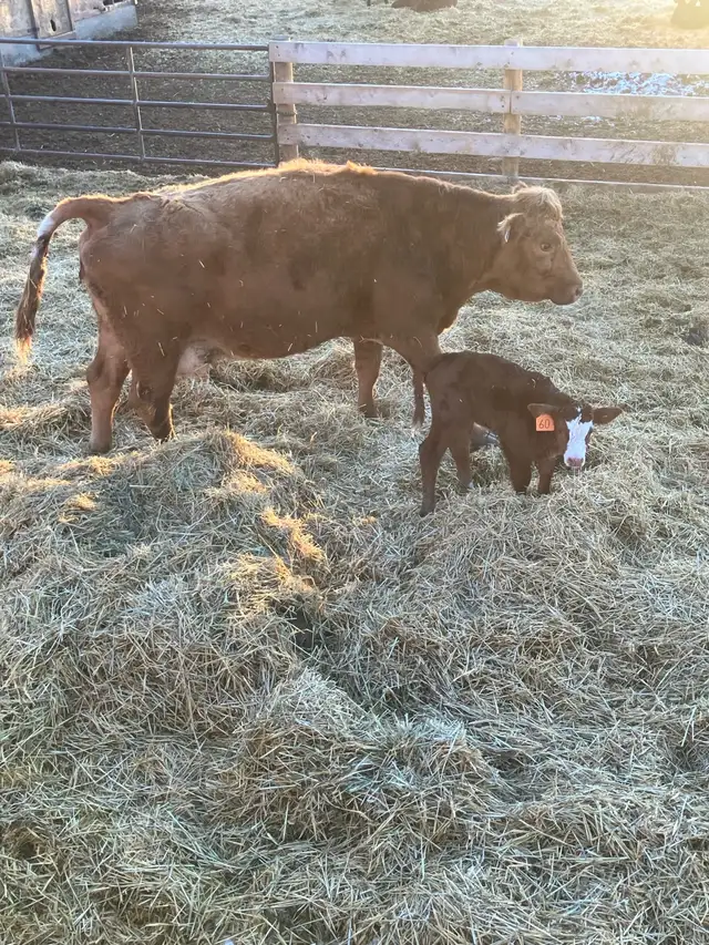 Cow/calf pairs - Photo 2