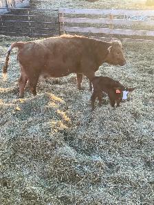 Cow/calf pairs - Photo 2