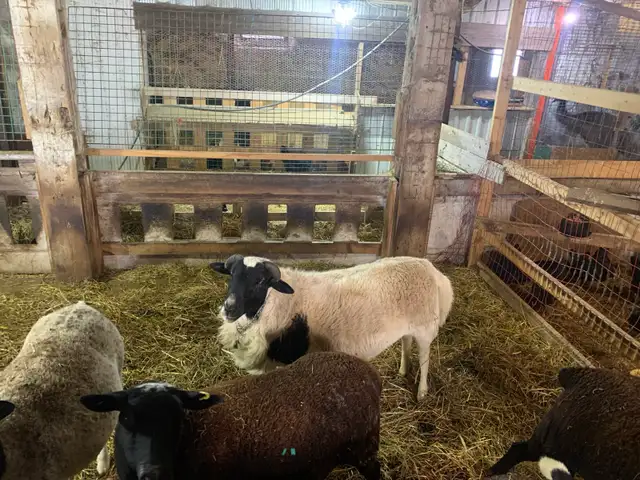 ram for sale - Photo 2