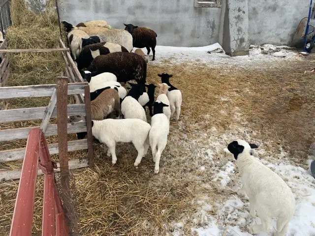 ram for sale - Photo 3