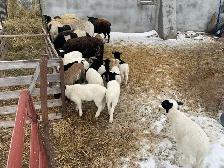 ram for sale - Photo 3