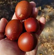 FRENCH BLACK COPPER MARAN CHICKENS - Photo 2