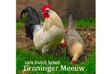 FRENCH BLACK COPPER MARAN CHICKENS - Photo 6