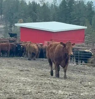 Ranch Foreman - Beef Cattle