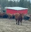 Ranch Foreman - Beef Cattle