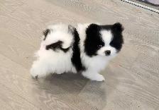 cute pomeranian puppy and more