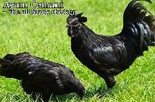 AYAM CEMANI CHICKS - Photo 2